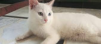 Persian male kitten for sale