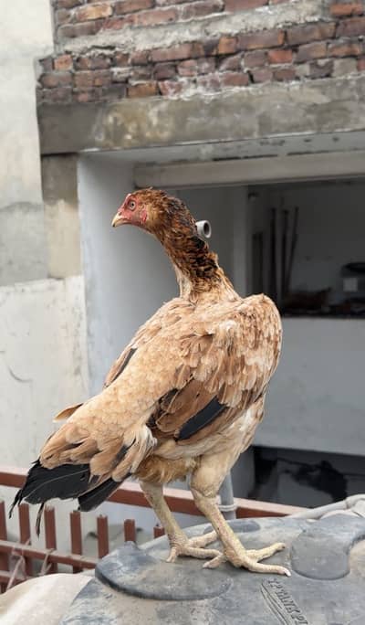 Aseel hen for sale