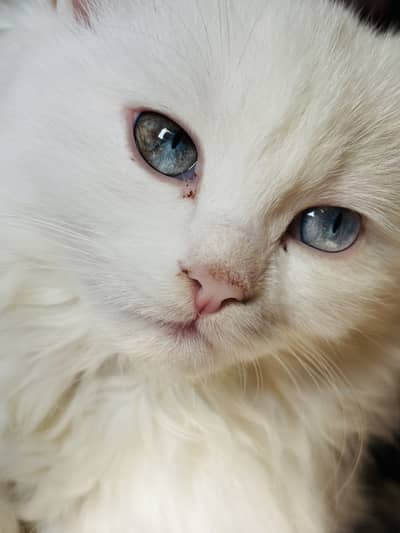 Persian doll face cat