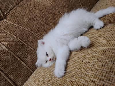 persian kitten for sale