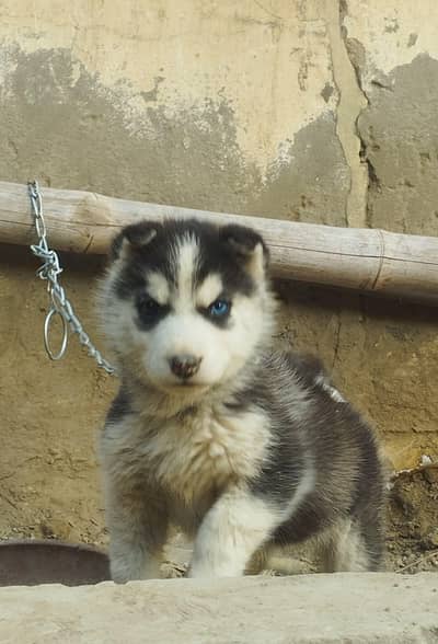 Siberian husky puppy for sale my WhatsApp number 03226337602