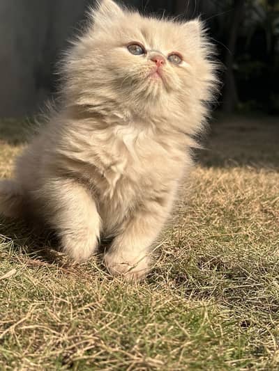 Callico persian cat