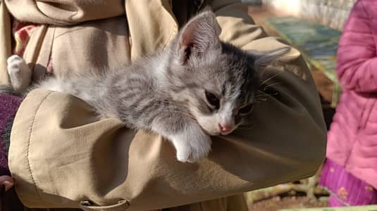 persian triple coat mixed punch face