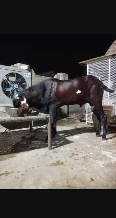 Nagra Goat||Pure nagra beetle||Desi bakra||high qualityl breeder goat