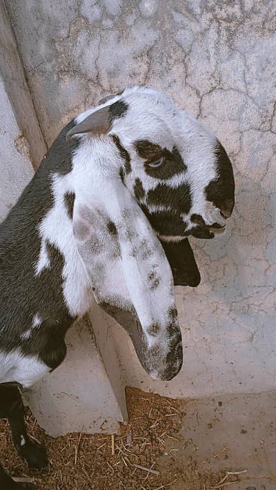 % Beetal Kali Dabi female 4 Dant