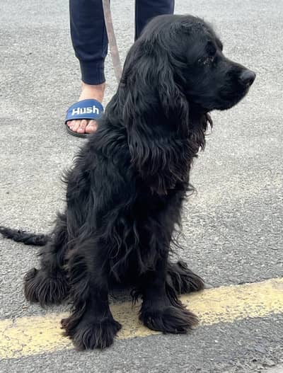 Imported bleedline cocker spaniel  . A rare dogs for dogs lovers.