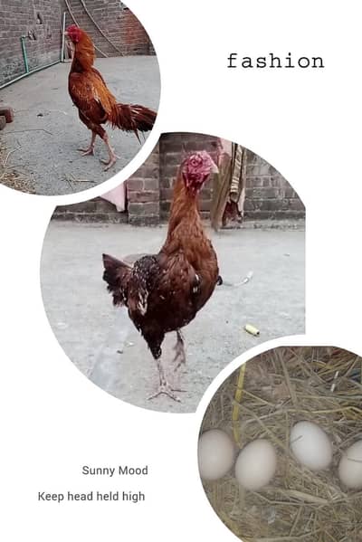 hinter turkey aseel pure