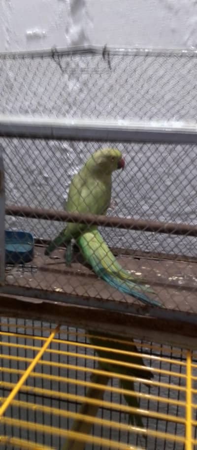 parrot for sale