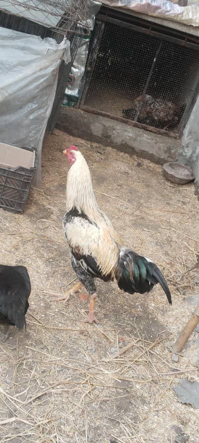 aseel jawa / home breed