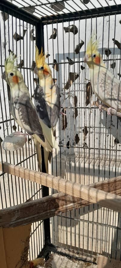 cocktail breeder pair with 1 adult chick