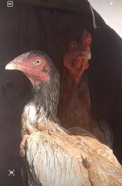 bout out class female han breeding ke liyeah behtreen ha