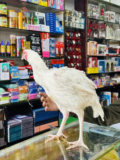 Aseel Murgha Bohat Alaa Nasal