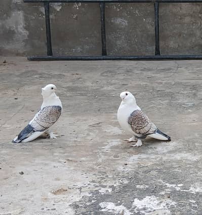 Sentinent breeder pair 3417364953