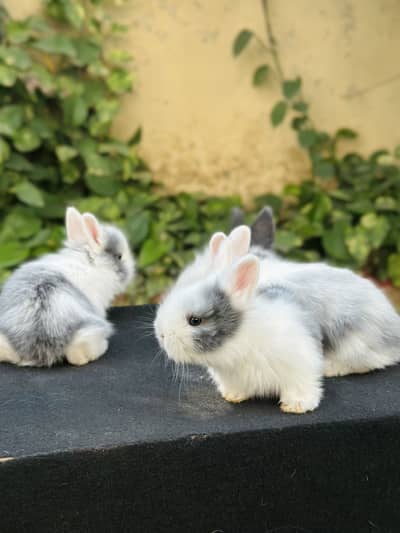 Lion head angoora rabbits bunnies available for sale