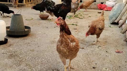 Desi females 15 or 2 males