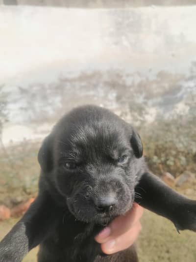 #British #Labaraor  #Chocolate #brown #short tail