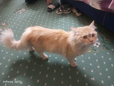 persian cat for sale only seroius log hi rabta karyn