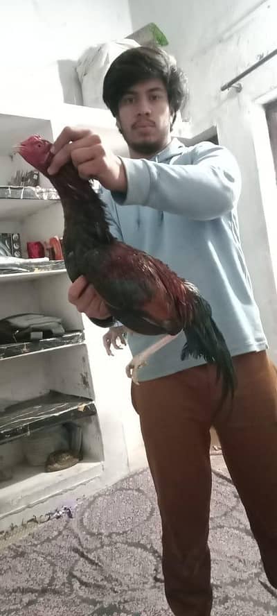 aseel mainwali murga