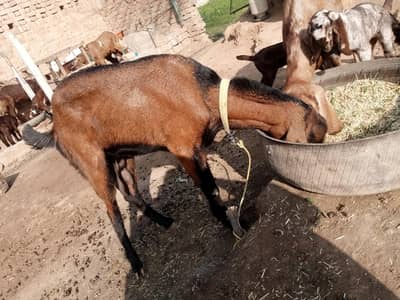 bakri/path/goat for sale