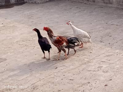 aseel pair egg laying hen