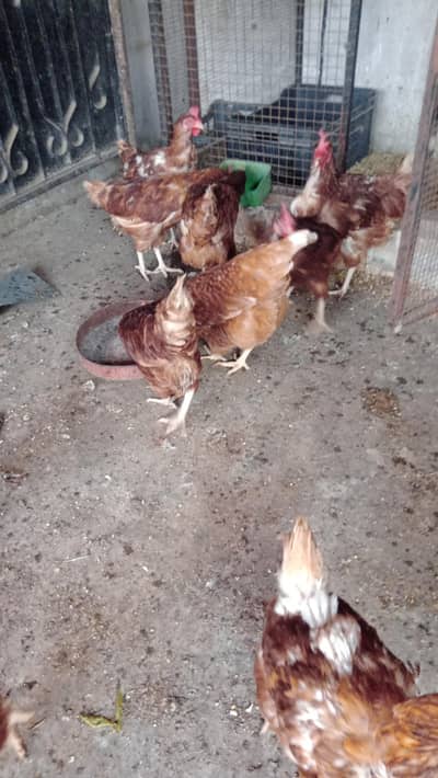 lohman brown egg lying females