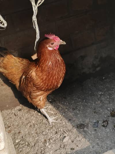 brown lohman hen breeder