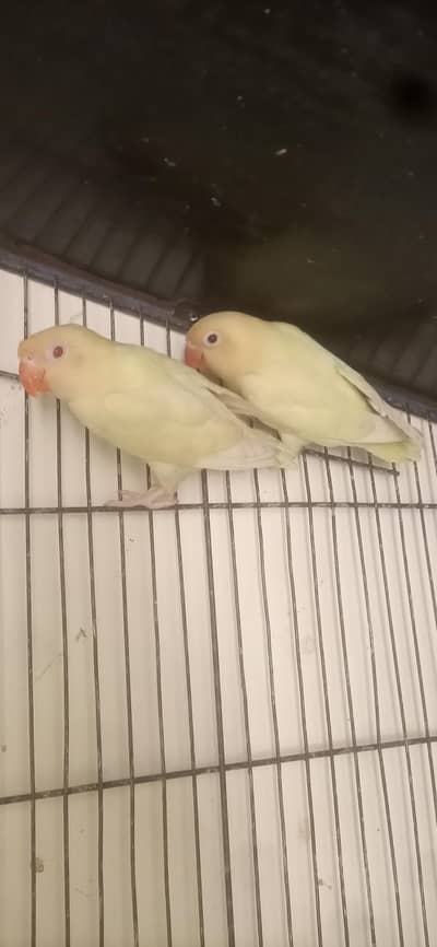 love bird's