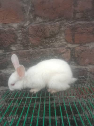 rabbit baby 8 cute and active for sale
