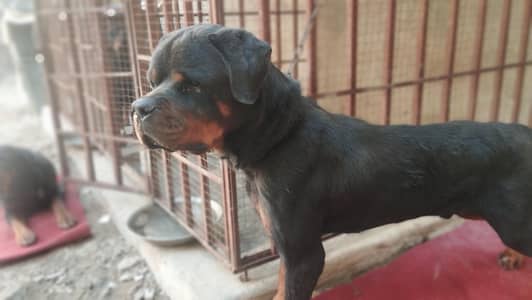 rottweiler olny stud