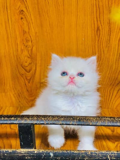 Persian Punch face triple coat cat Kitten