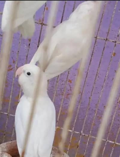 albino pairs