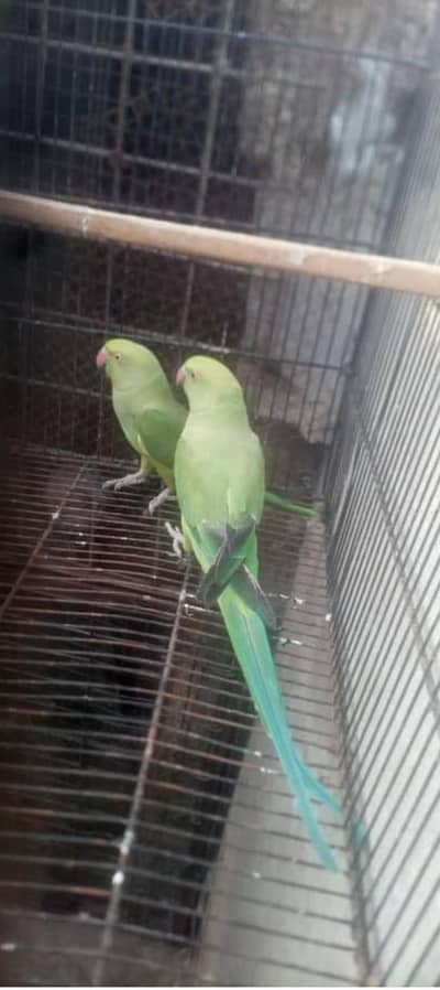 Parrots for sale
