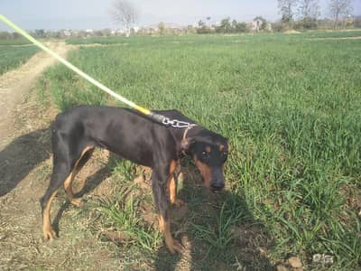 doberman