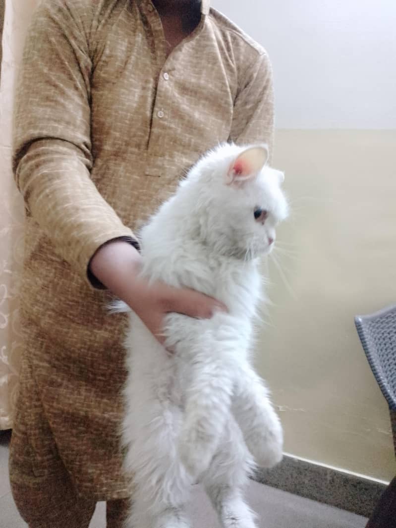 پرشین کیٹ برائے فروخت 0