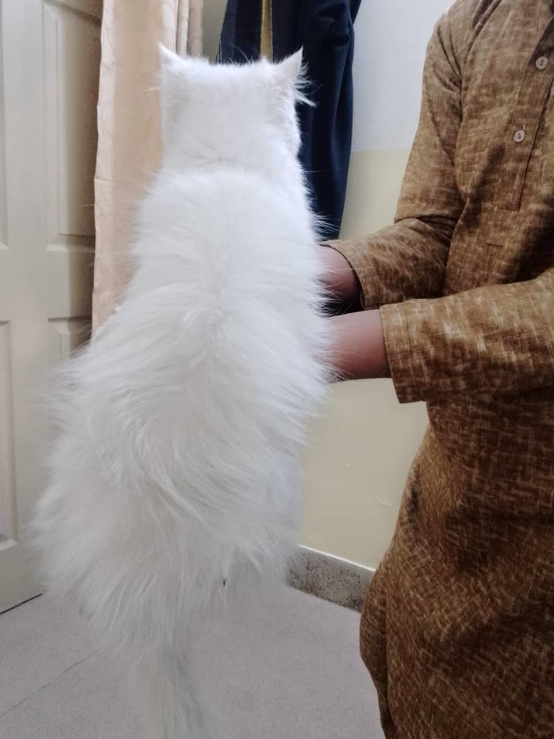 پرشین کیٹ برائے فروخت 1