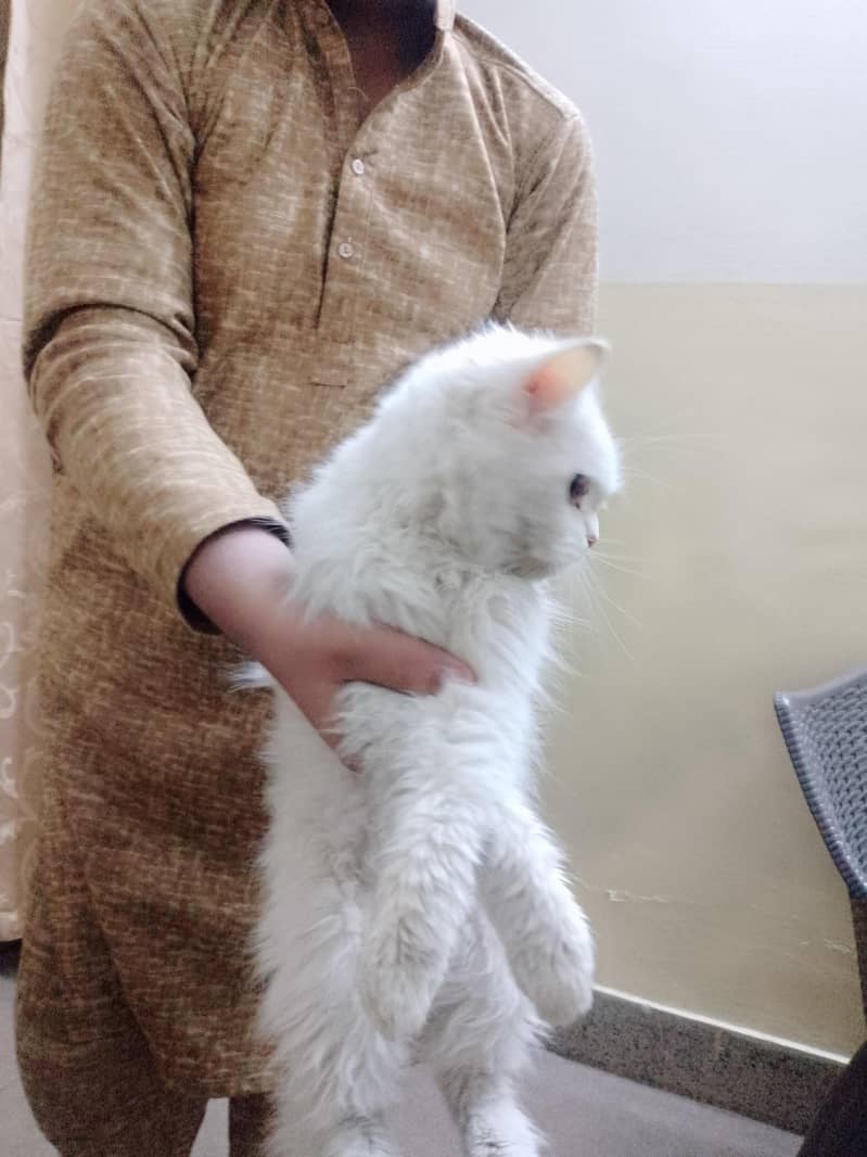 پرشین کیٹ برائے فروخت 2