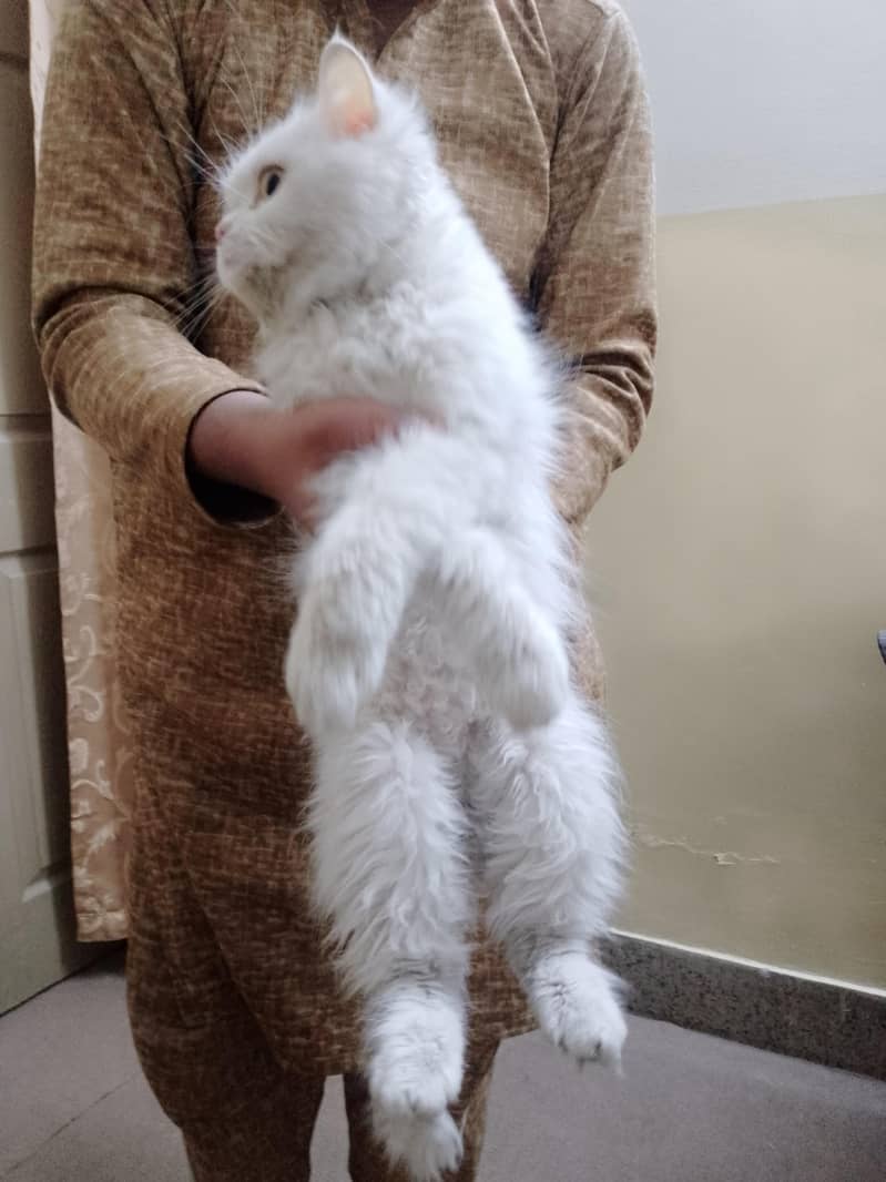 پرشین کیٹ برائے فروخت 3