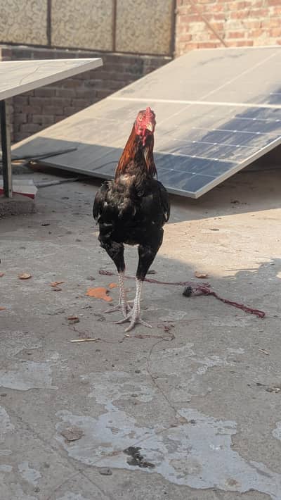 Ghar ka phata ha gis bhi ko chia wo hi rabta Kara