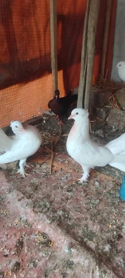 English fantail. Lakha for sale