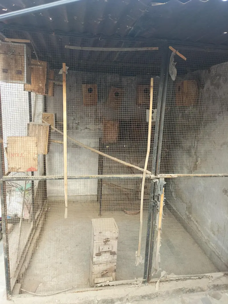 Big size cages Hy for sela size 6feet lamba 6feet chora h — photo 2