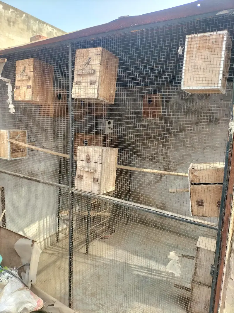 Big size cages Hy for sela size 6feet lamba 6feet chora h — photo 3