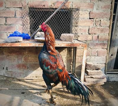 Pure Mianwali breeder male ustad  rangwaley  Kay ghr ka