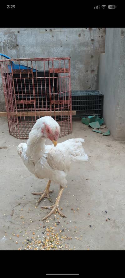 shamo female / white shamo / aseel shamo / white shamo female