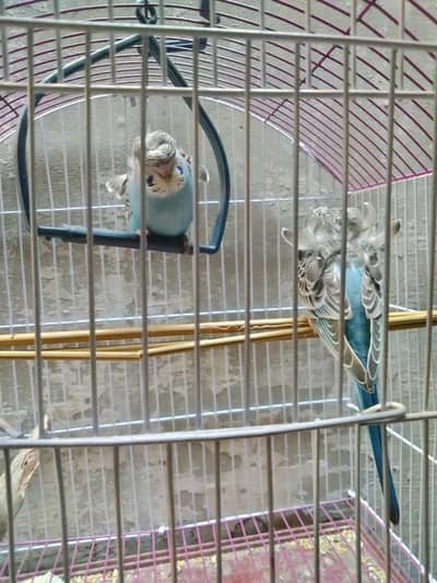 Hogorommo double flower pair