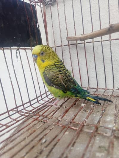 Budgie black wing