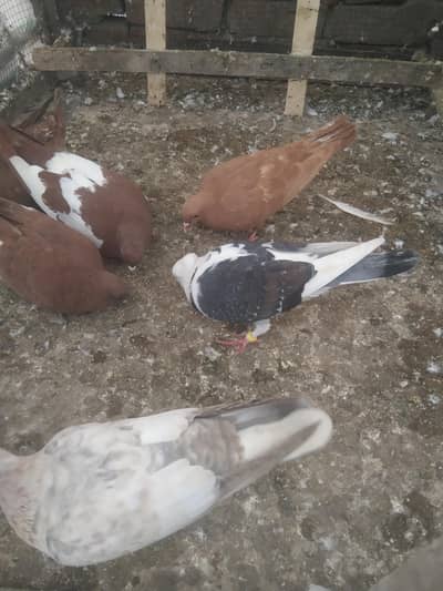 fanse pigeons for sale