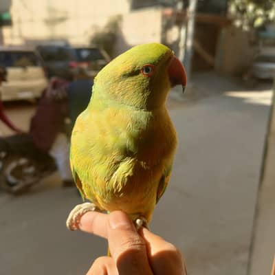 Hand Tame Ringneck pied Male