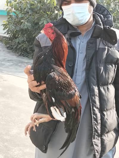 high quality aseel murga for sale exchange b ho jy ga achy aseel sy