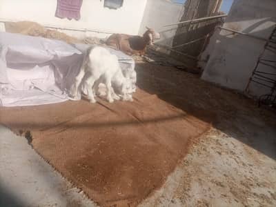 bakri with 2 kids gulabee kids