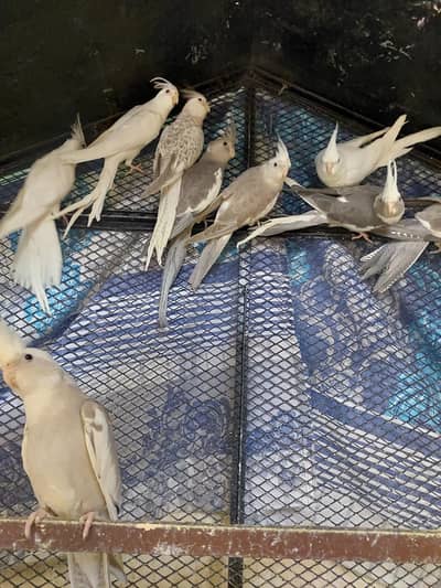 Cockatiel Healthy Cheeks Available for Sale